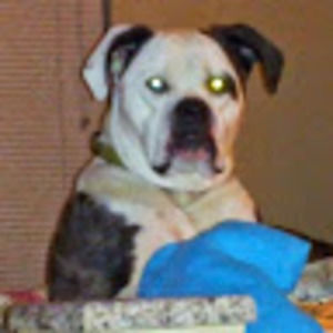 Meet your Posher, Wild